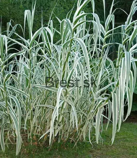 Arundo donax 'Ely' 